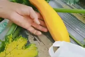 京山老农种植三棚西葫芦，每天采摘四百斤套袋后价格翻倍，论个卖图片
