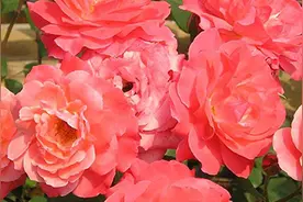 藤本月季如何养护图片