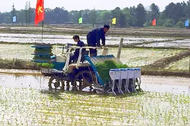 以武定县东坡乡为例，水稻机插塑盘育秧栽培技术，农户值得一看图片