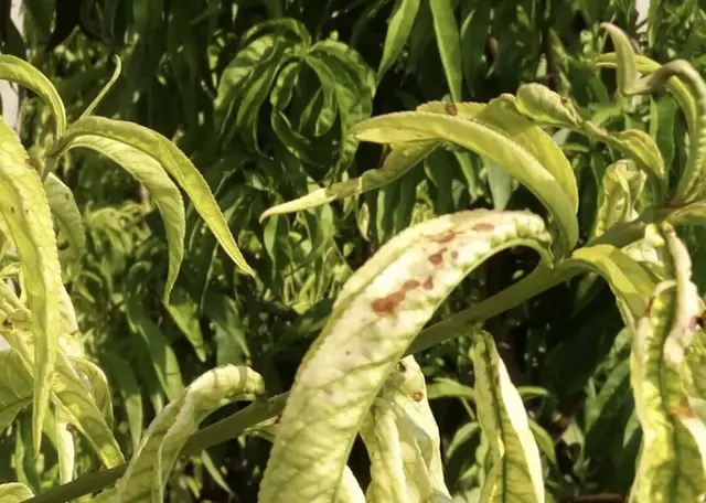 桃树为何总缺铁？如何补铁效果才好？