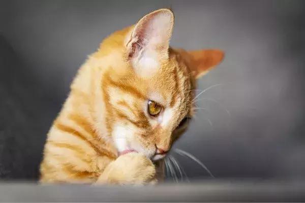 猫咪无菌性膀胱炎，结石、尿血...针对这些疾病宠物医生这么说