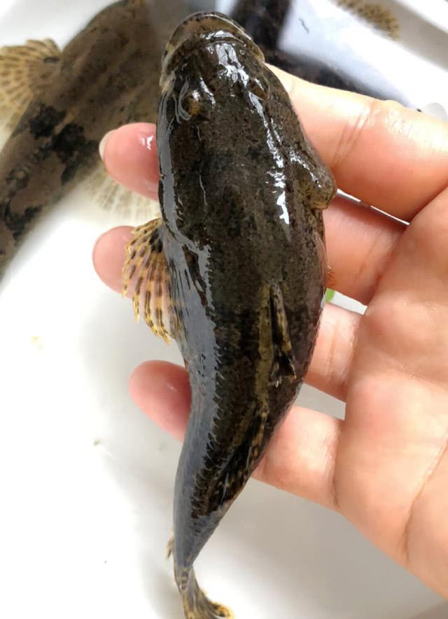 沙塘鳢,我老家俗呼"毛鳢姑",大阔嘴小尾巴,短胖身材肉滚滚,成鱼长度约