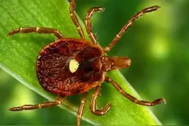 6种症状告诉你：猫咪该驱虫了图片