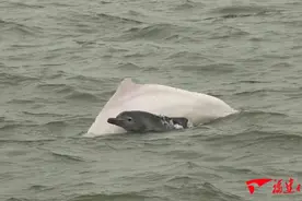 可可爱爱！厦门海域高龄海豚妈妈“遛娃”曝光图片