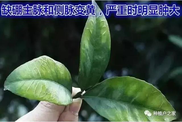 柑桔园缺素预警图，一起来认一认