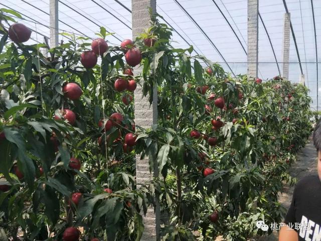 大棚桃提质增效需补钙