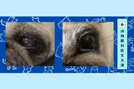 狗狗眼球有凹陷、眼睛眼睛红肿、眼睛溃疡的治疗图片