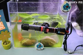 淡水鱼缸里的“老三样”，可能是水族圈里一种荒诞的行为艺术图片
