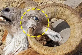 死得最憋屈的动物：躲过天敌的追杀，却被自己杀死？既心酸又好笑图片