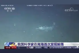 “巨鲸落，万物生”我国科学家首次发现鲸落 全球不足50个图片
