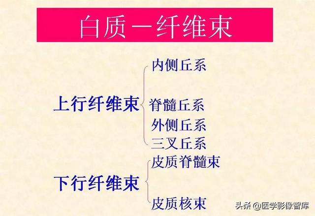 脑干、小脑及间脑解剖