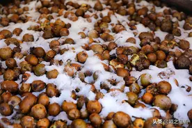 隐居深山的神仙生活，每年自酿三季野果酒，秋天采摘野生猕猴桃图片