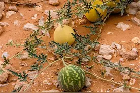 沙漠随处可见的“西瓜”，外形圆润漂亮，为什么当地人见了绕着走图片