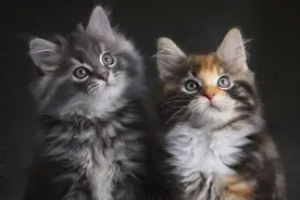 一窝猫可能有5个“爹”，猫发情期就2、3天，母猫为何那么渣？图片