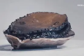 每一次吃鲍鱼，我都会想起前任图片