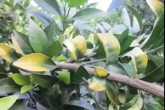 銆屽啘鍖栫鏅€嶆鐗╃己绱犲師鍥犲強 妞嶇墿缂虹礌鐥囩姸瀵圭収琛? onerror=