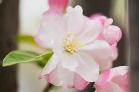 春日福利！中航大校花合集，你pick哪个？图片