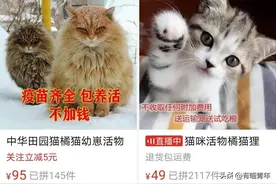 PDD上4元买品种猫，开箱瞬间我流泪了图片