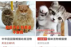 PDD上4元买品种猫，开箱瞬间我流泪了图片