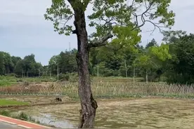 大娘发现树上有1米长的生物，赶紧报警图片