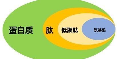 「有营养就有可能」肽和氨基酸、蛋白质的区别？