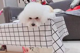 为什么狗狗经常磨爪子，原因竟然是如此图片