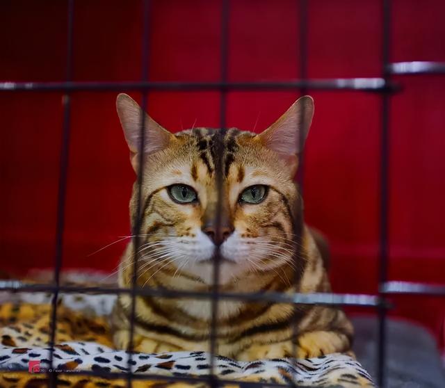 猫吃了豆腐猫砂怎么办