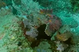 度假胜地巴厘岛，惊现世界上最毒的鱼，隐藏在珊瑚暗礁上待产卵图片