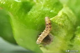 辣椒生长期主要虫害防治技术图片
