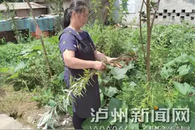 泡艾草、挂菖蒲 专属端午节的草药飘香图片
