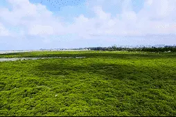 广西海鸭蛋，轻轻一戳就流油，真的太香了，成了人们手中的香饽饽图片