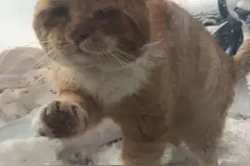 流浪的橘猫在临死前向人类求助：求求你，救救我吧图片