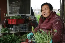 农村6旬大妈当场抓到偷菜的城里老人，不骂人还免费送菜，啥情况图片