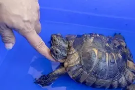 日本出现“双头龟”，当地专家称是基因突变，能否是核泄漏所致？图片