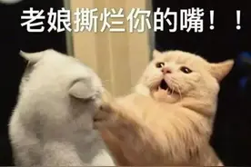 女留学生晒与父亲“不堪入目”的聊天记录：做人才前，请先做个人图片