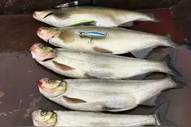 价值48元1斤的鳡鱼，养殖户都不敢养的鱼，为何成为钓手的最爱？图片