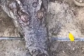 200斤鳄鱼被吓后待水里溺死？养殖场员工：它胆子很小图片