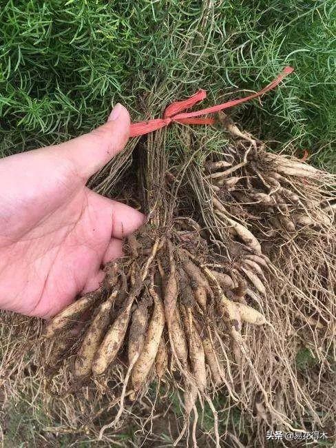 武竹又叫狐尾天门冬，观花观叶观果，和文竹观赏价值不相上下