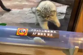 动物混养合理吗？饲养员给兔狲找了个玩伴，可兔狲却只想着吃图片