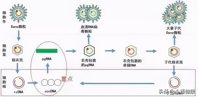 乙肝现实目标，彻底清除或需联药，测量肝内cccDNA是难点