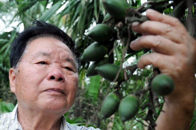 槟榔之殇：成瘾只是表象，6000万人的爱好，如何成割脸的诱因