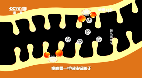 螯合钙是什么钙？