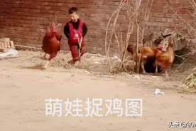山东两岁萌娃手插兜追鸡，姿势不错结局爆笑，网友问鸡的下场图片