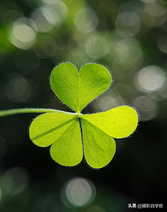 ŹƬֻզ޳ЩͼεӰ