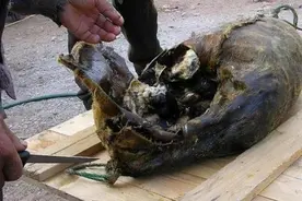 爱斯基摩人的美食腌海雀，臭到令人呕吐，为何被当地人奉为美食？图片