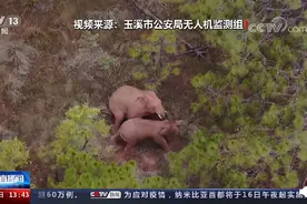 “起来玩！”小象花式撒娇叫大象起床图片