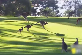 袋鼠拥有“三条腿”，打架用的竟然是腿，看完这个视频就懂了视频封面