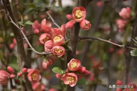 今天三月十六，为什么老话说：三月十六月不圆，月尾一定倒春寒？图片
