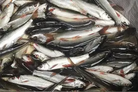 白条鱼做成腊鱼仔图片