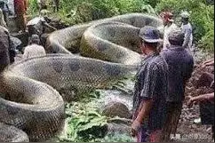 蛇到底能长到多大？二战飞行员拍下惊天大蛇，泰坦蟒都比不上它图片